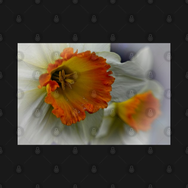 Daffodil Flower by MartynUK