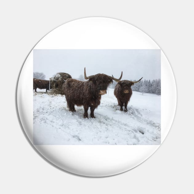 Scottish Highland Cattle Cows 1940 Pin by SaarelaHighland