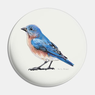 Eastern Bluebird drawing (no background) Pin