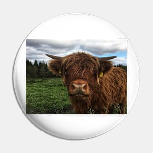 Scottish Highland Cattle Calf 2108 Pin