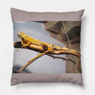 Varan photo. Pillow