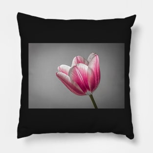 Pink and White Tulip Pillow