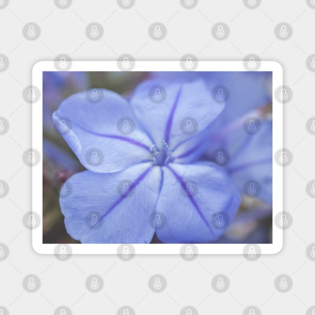 Delicate Bue Flower Photography V2 Magnet by Family journey with God