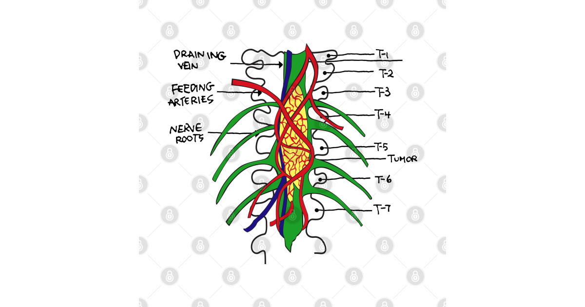 Colorful Human Anatomy Nerve Root Chart Anatomy TShirt TeePublic