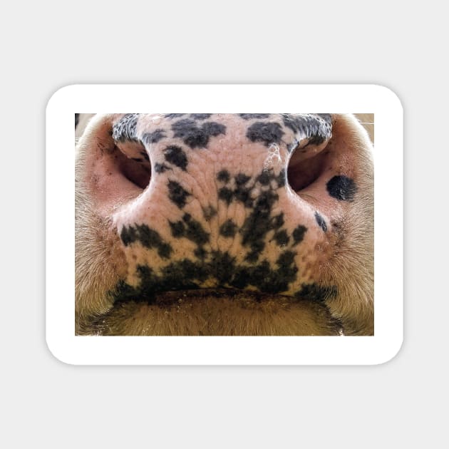 cow mouth face mask - cow lover gifts - cow face masks funny Magnet by jack22