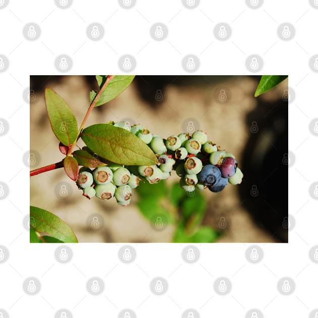 Ripening Blueberries by jojobob