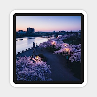 Cherry Blossoms Along The Waterfront in Portland Oregon Magnet