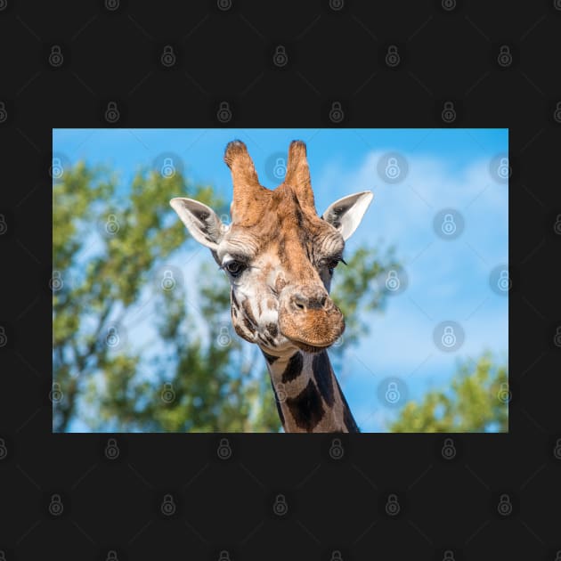 Close up photo of a Rothschild Giraffe head by Russell102