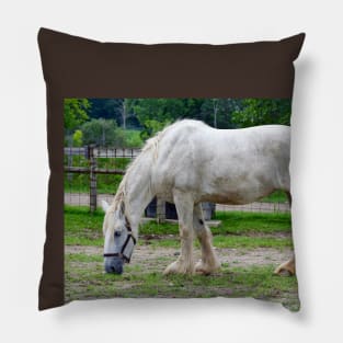 Draft Horse Pillow