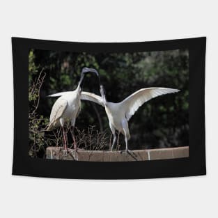 Juvenile Australian White Ibis Begging Tapestry