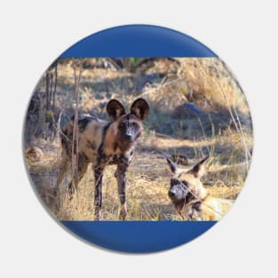 Two African wild dogs in Moremi Game Reserve, Botswana Pin