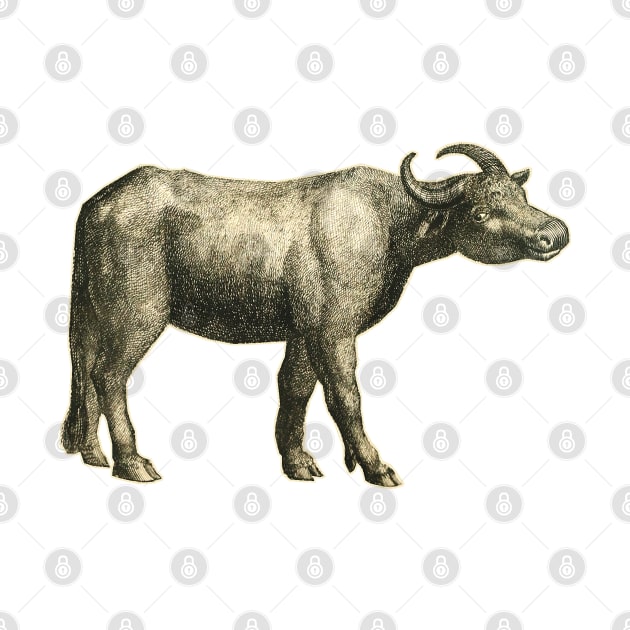 Vintage drawing Buffalo by Marccelus