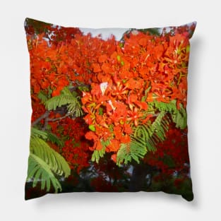 Tropical Elegance: Poinciana Tree Photo Artwork Pillow