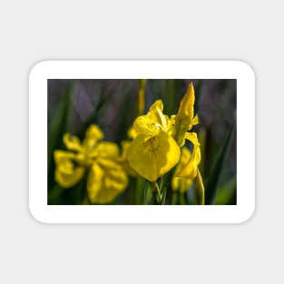 Yellow Flag Iris Magnet