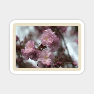 Dreamy Soft Cherry Blossom Magnet