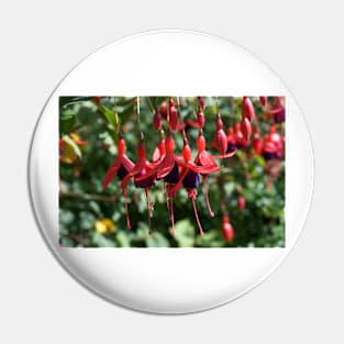 Fucshia in Flower Pin