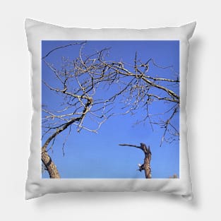 Pigeon in a dead tree. Pillow