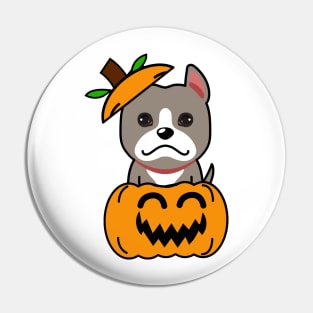 Funny grey dog is in a pumpkin Pin