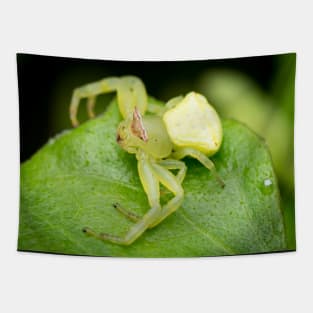 A masked crab spider (Thomisidae) waiting for a prey Tapestry