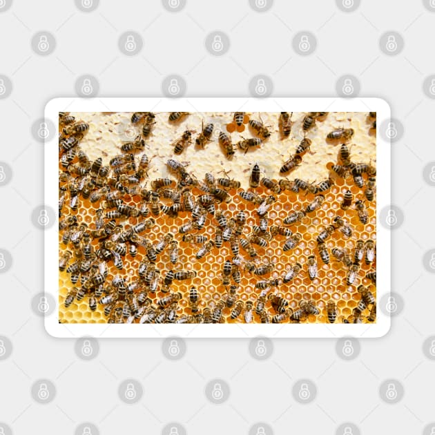 Honey bees & honeycombs / Swiss Artwork Photography Magnet by RaphaelWolf
