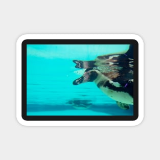 Cute penguin swimming in crystal blue water Magnet