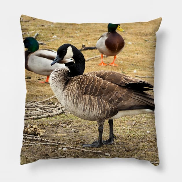 Canada Goose With Mallard Ducks Pillow by BackyardBirder