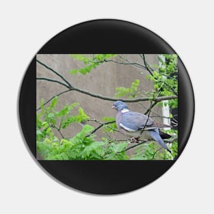 Pigeon Outside the Church Window Pin