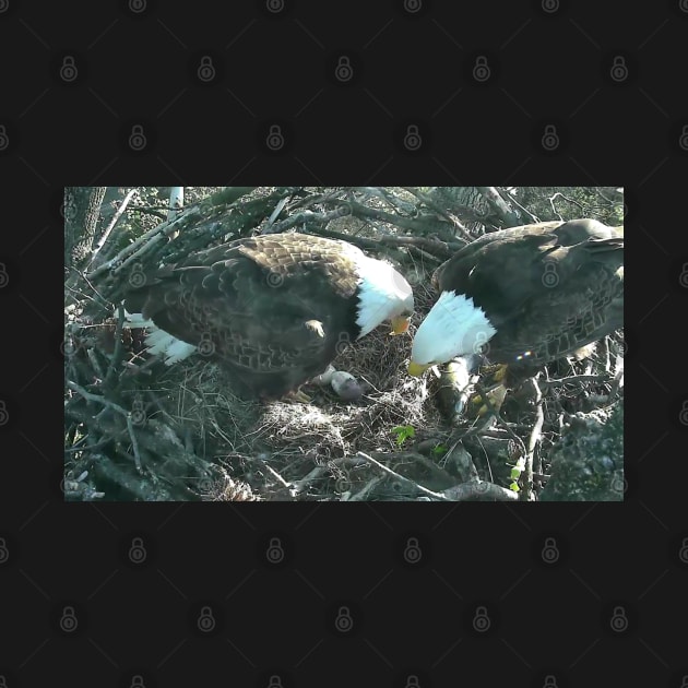 US Bald Eagles - Our National Bird VII by zwrr16