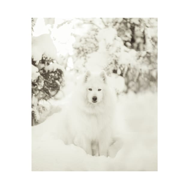 Snowy Samoyed Phone Case by XOXOX