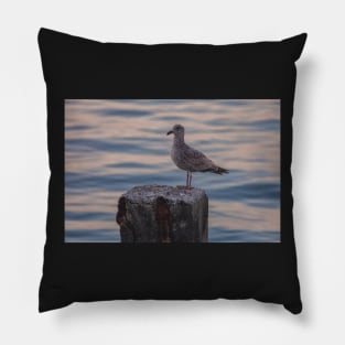 Gull on the Pole Pillow