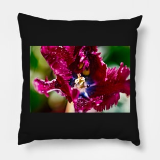 Close-up of a black parrot tulip Pillow