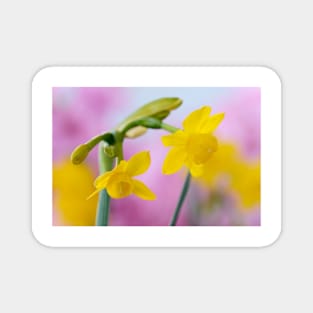 Narcissus  &#39;Little Oliver&#39;   Division 7 Jonquilla  Daffodil Magnet