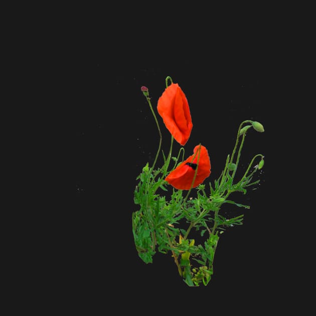 Poppies by Alchemia