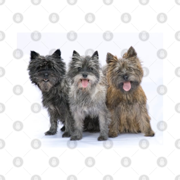 Three Cairn Terriers (3) by Avalinart