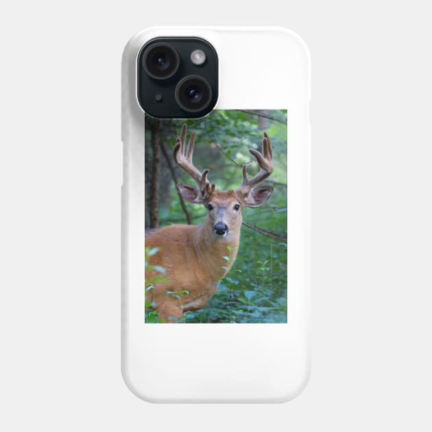 White-tailed deer Buck Phone Case by Jim Cumming