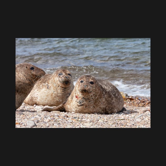 Three common seals at Portgordon Scotland by dianecmcac
