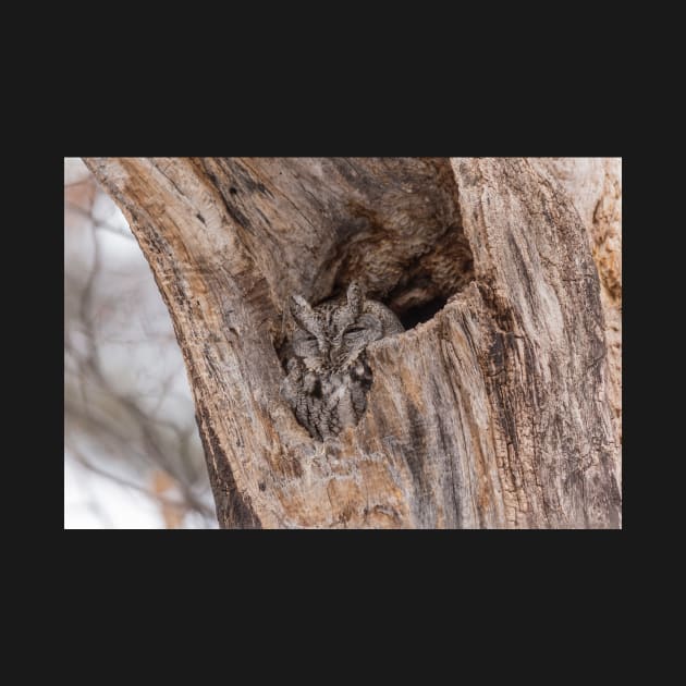 Eastern Screech Owl by josefpittner