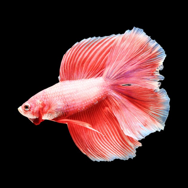 Red halfmoon by MACIBETTA