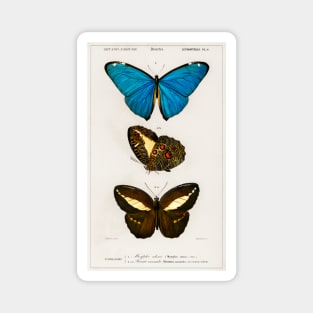 Types of Butterflies Magnet