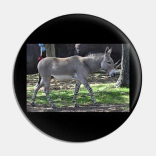 Somali Wild Donkey Pin