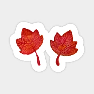 Maple leaves Magnet