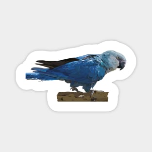 Spix's Macaw Magnet