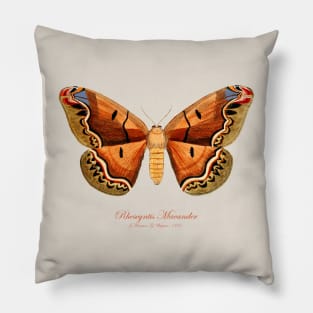 Moth - Giant Silk Moth, Rhescyntis Meander or Arsenura Meander Pillow