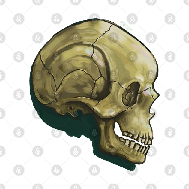 skull drawing by drteebu