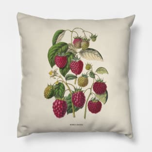 Purple Raspberry Antique Botanical Illustration Pillow