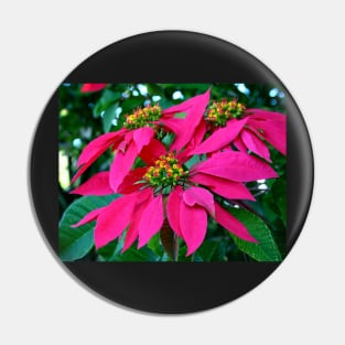 Poinsettia at the Zoo Pin