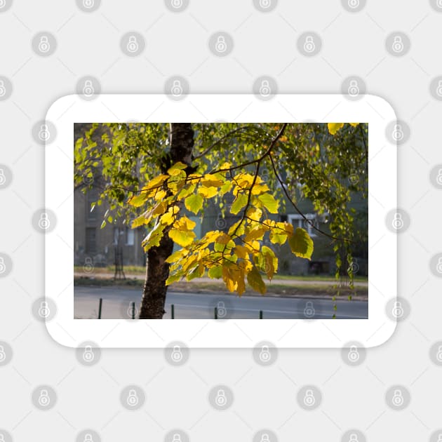 Yellow and green autumn leaves 2 Magnet by Parafull