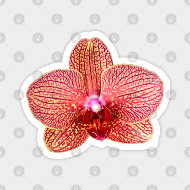 Pink Orchid Magnet by ArtMorfic