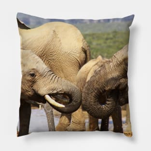 African Wildlife Photography Elephant Face Off Pillow