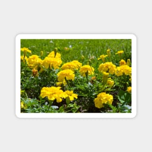 Yellow flowers Magnet